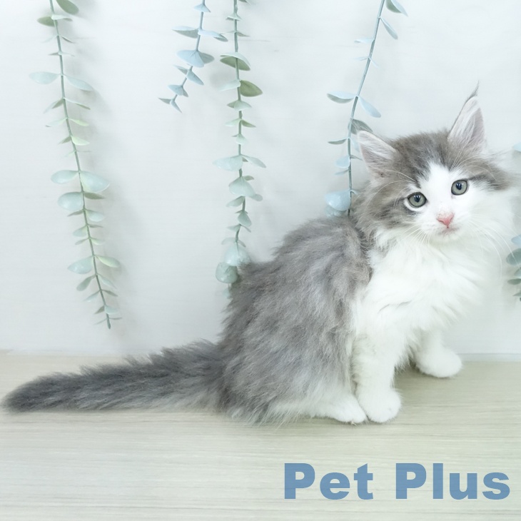 ノルウェージャンフォレストキャットの写真2