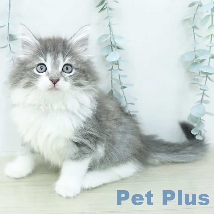 ノルウェージャンフォレストキャットの写真2
