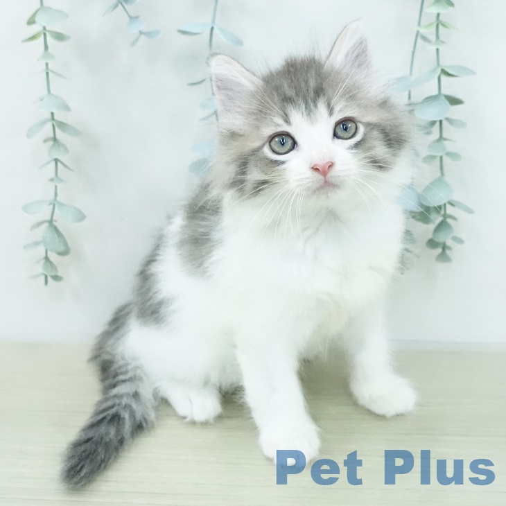 ノルウェージャンフォレストキャットの写真2