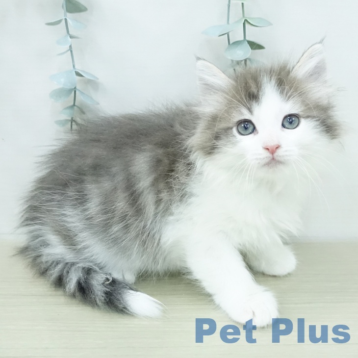 ノルウェージャンフォレストキャット
