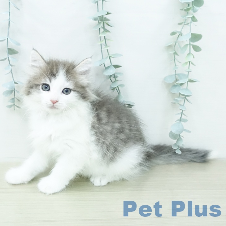 ノルウェージャンフォレストキャットの写真2