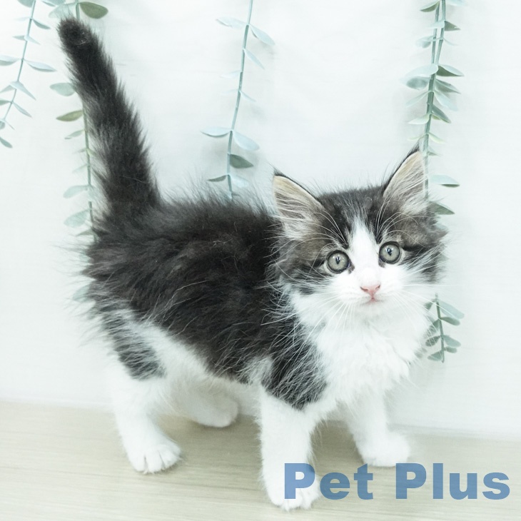 ノルウェージャンフォレストキャット