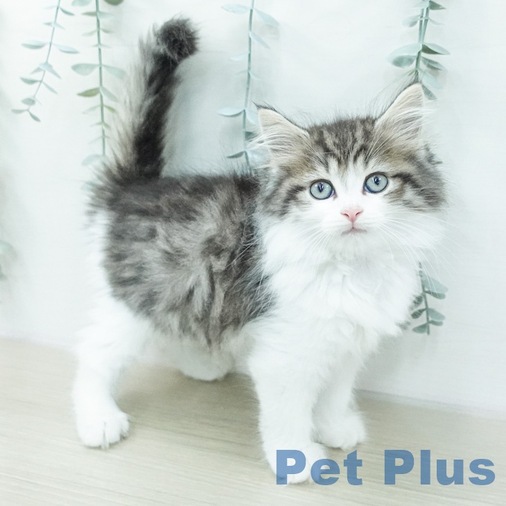 ノルウェージャンフォレストキャット