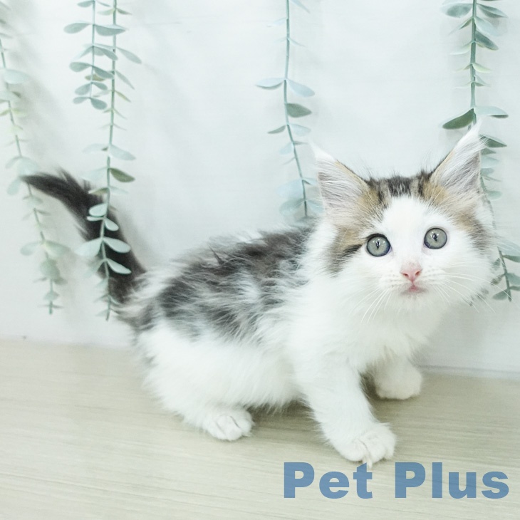ノルウェージャンフォレストキャット
