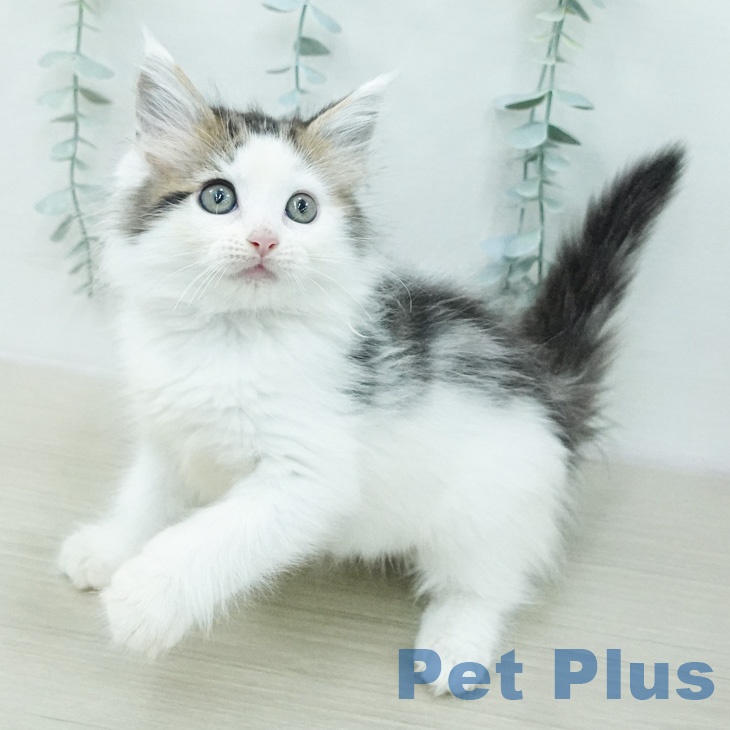 ノルウェージャンフォレストキャットの写真2