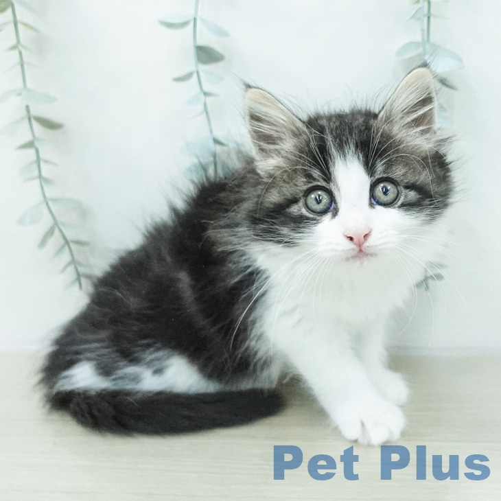 ノルウェージャンフォレストキャット