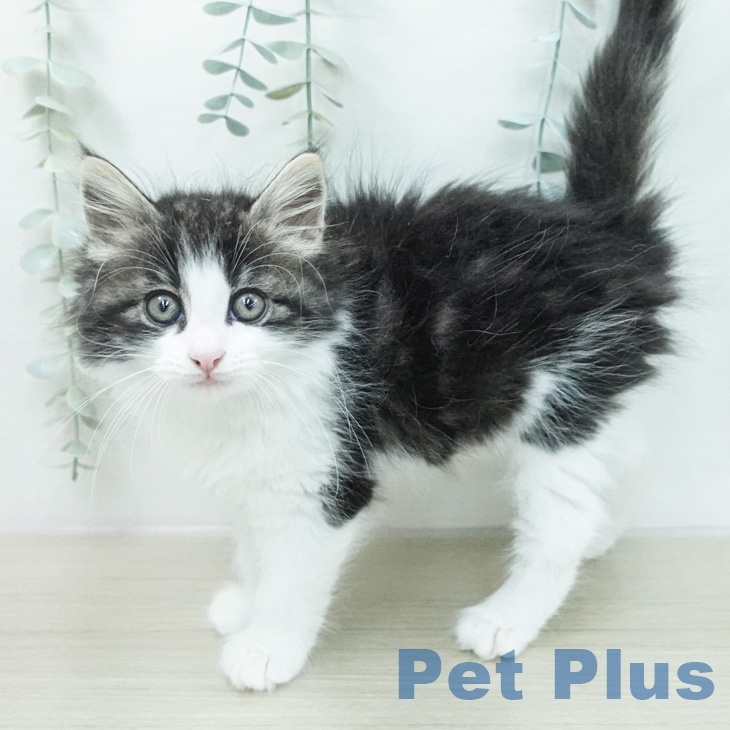 ノルウェージャンフォレストキャット