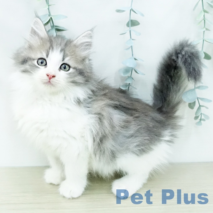 ノルウェージャンフォレストキャット