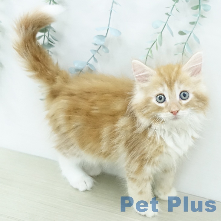 ノルウェージャンフォレストキャット