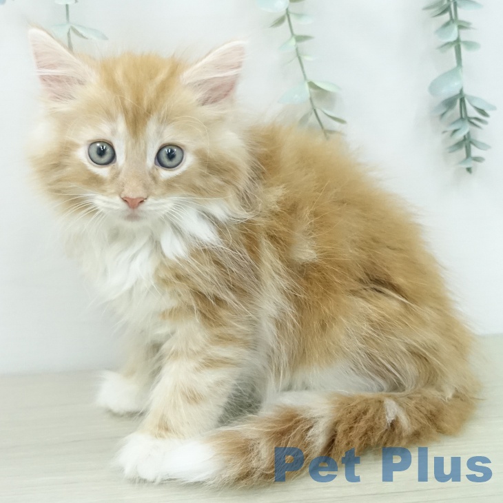 ノルウェージャンフォレストキャットの写真2