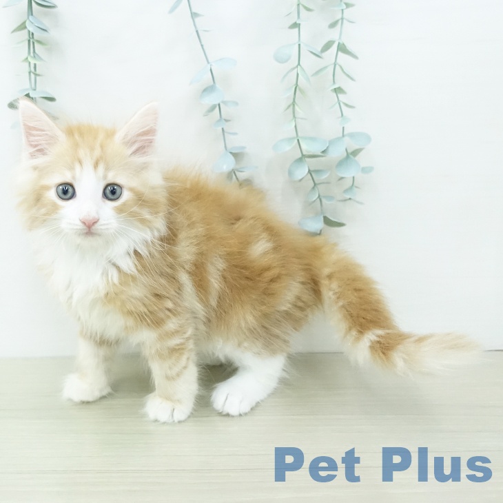ノルウェージャンフォレストキャットの写真2