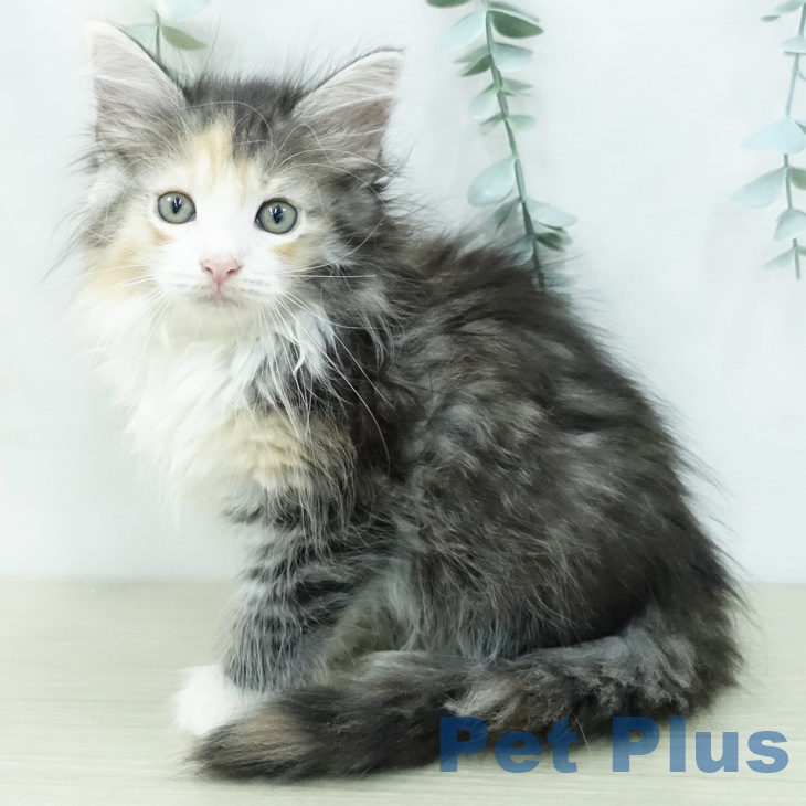 ノルウェージャンフォレストキャット