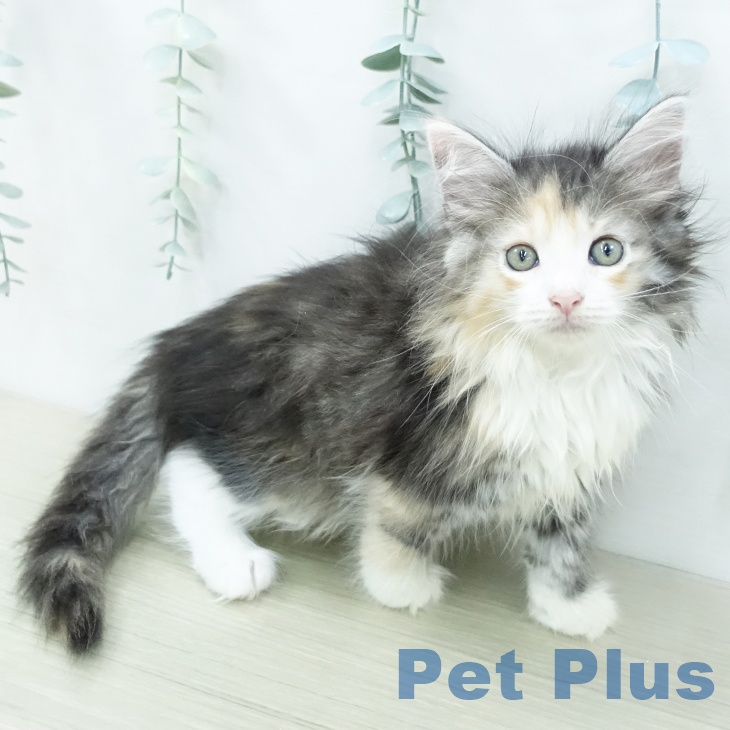 ノルウェージャンフォレストキャットの写真2