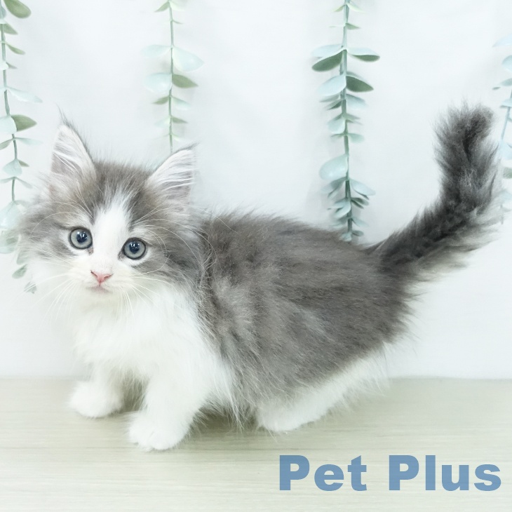 ノルウェージャンフォレストキャット