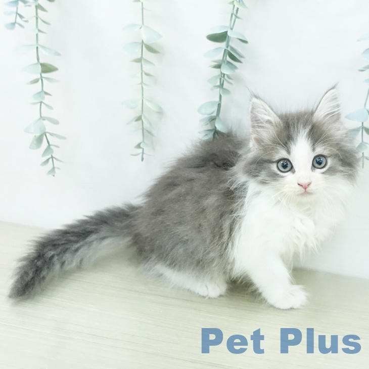 ノルウェージャンフォレストキャットの写真2