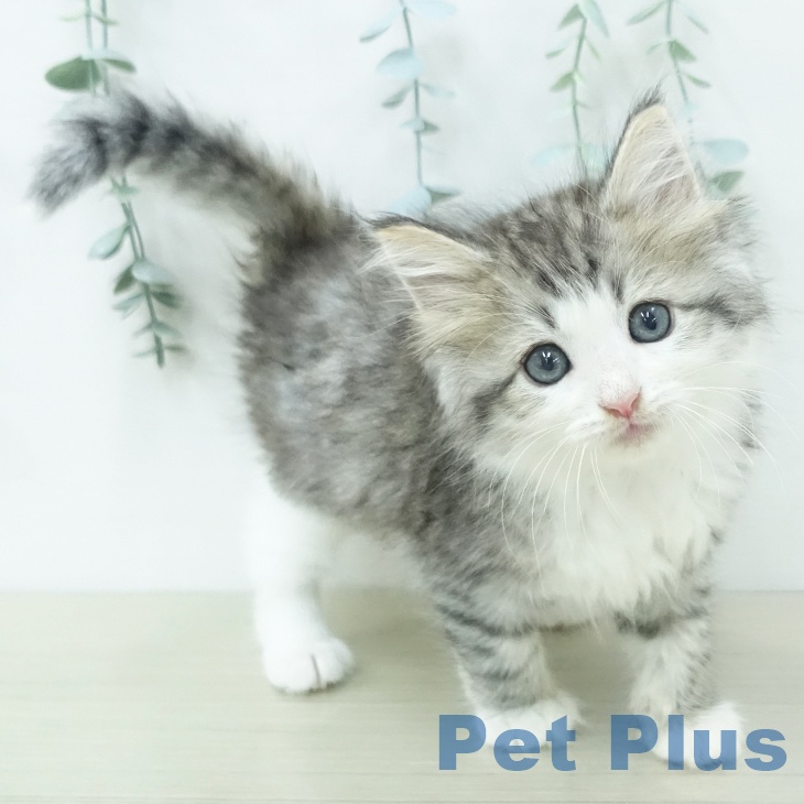 ノルウェージャンフォレストキャットの写真2