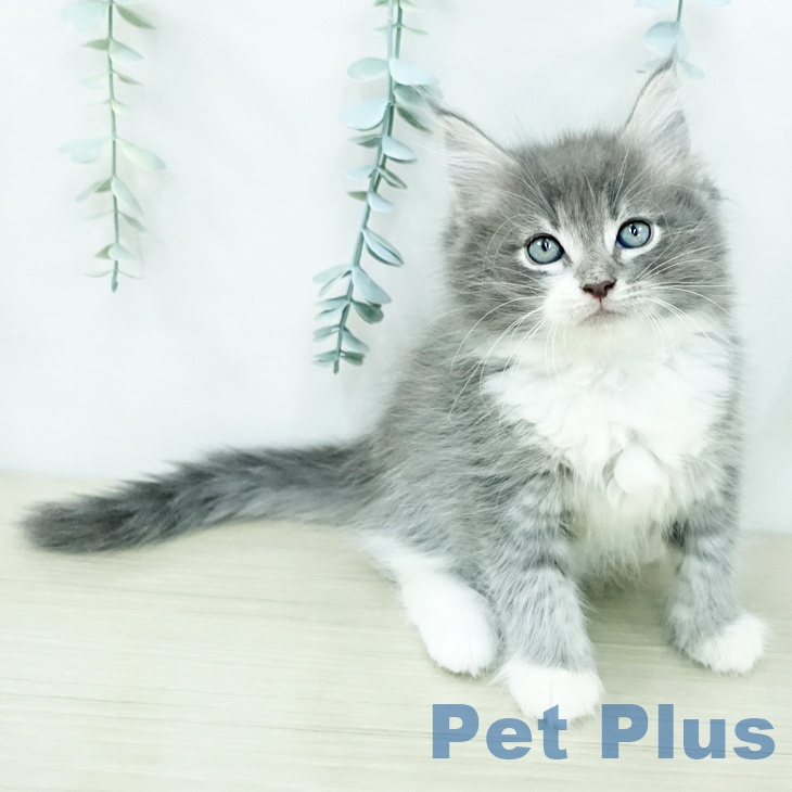 ノルウェージャンフォレストキャット