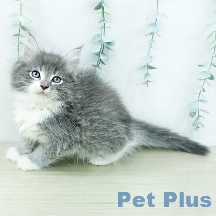 ノルウェージャンフォレストキャットの写真2