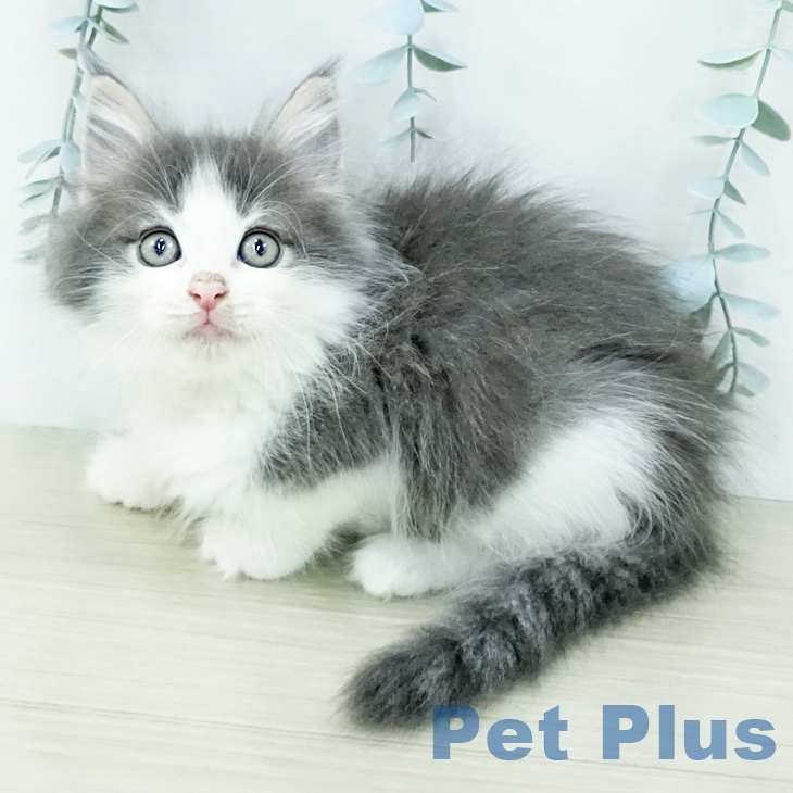ノルウェージャンフォレストキャット