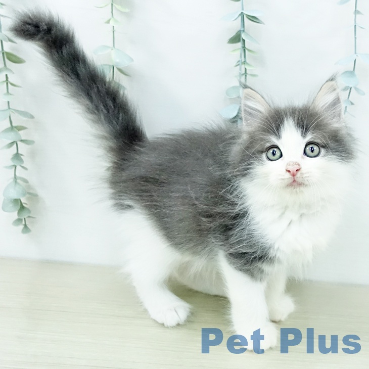 ノルウェージャンフォレストキャットの写真2