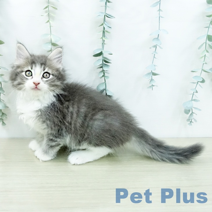 ノルウェージャンフォレストキャットの写真2