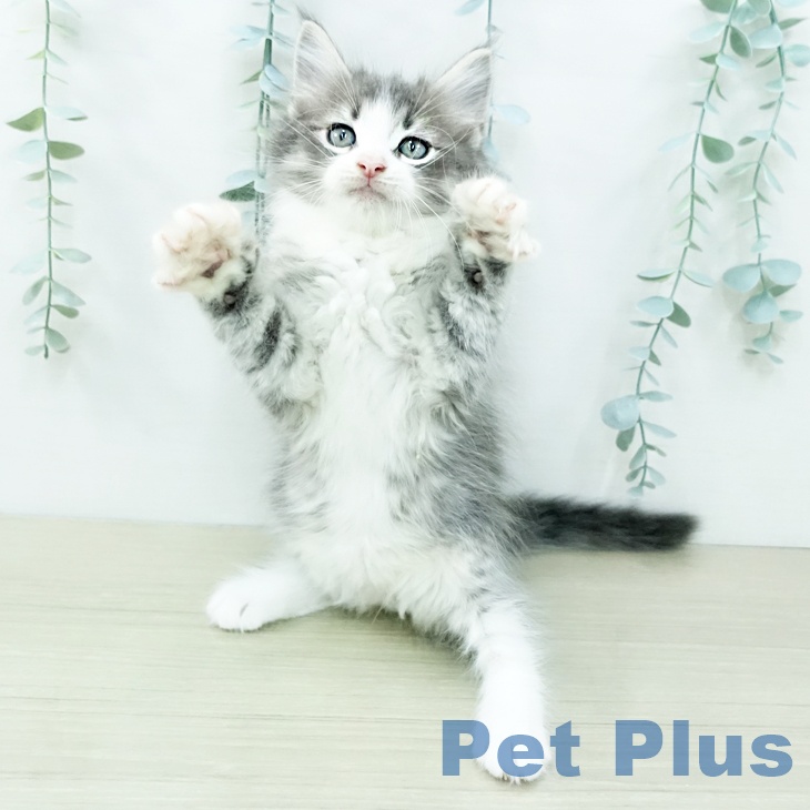 ノルウェージャンフォレストキャットの写真2
