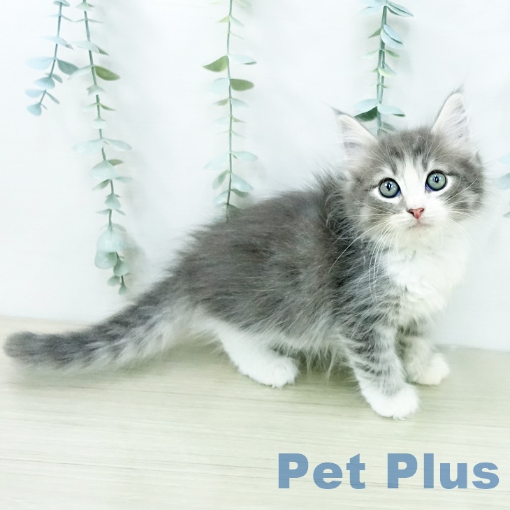 ノルウェージャンフォレストキャットの写真2