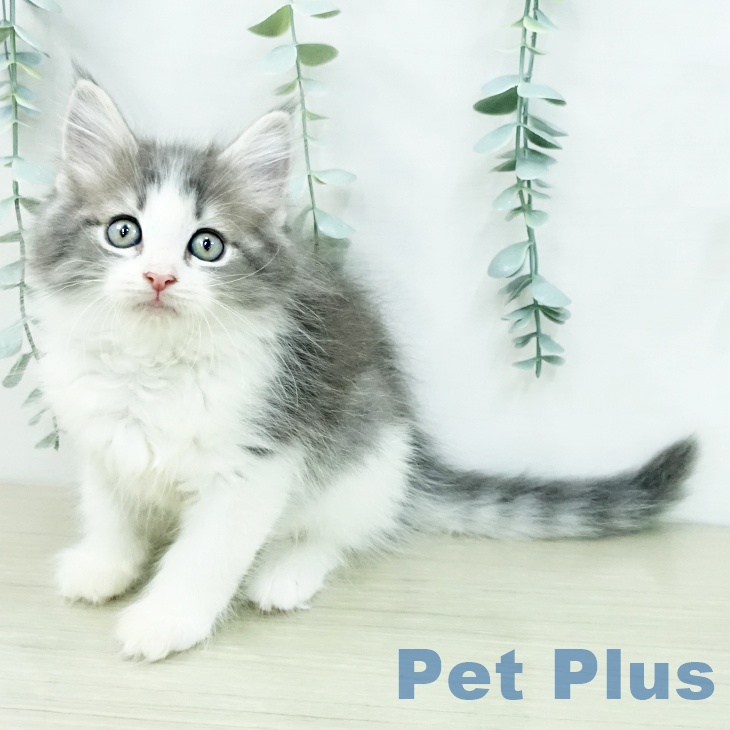 ノルウェージャンフォレストキャットの写真2