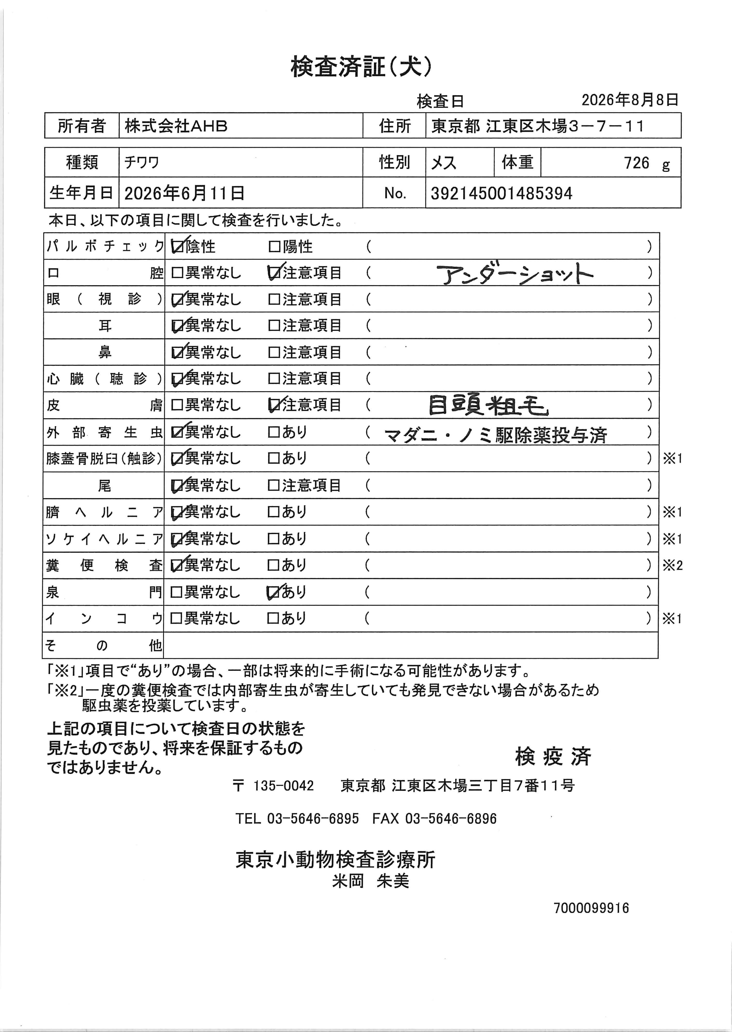 チワワ