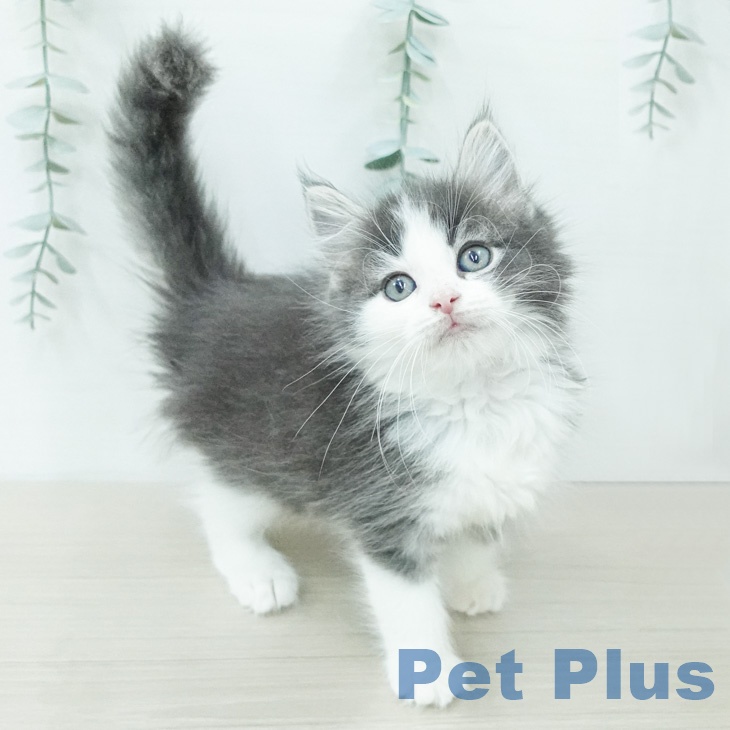 ノルウェージャンフォレストキャットの写真2