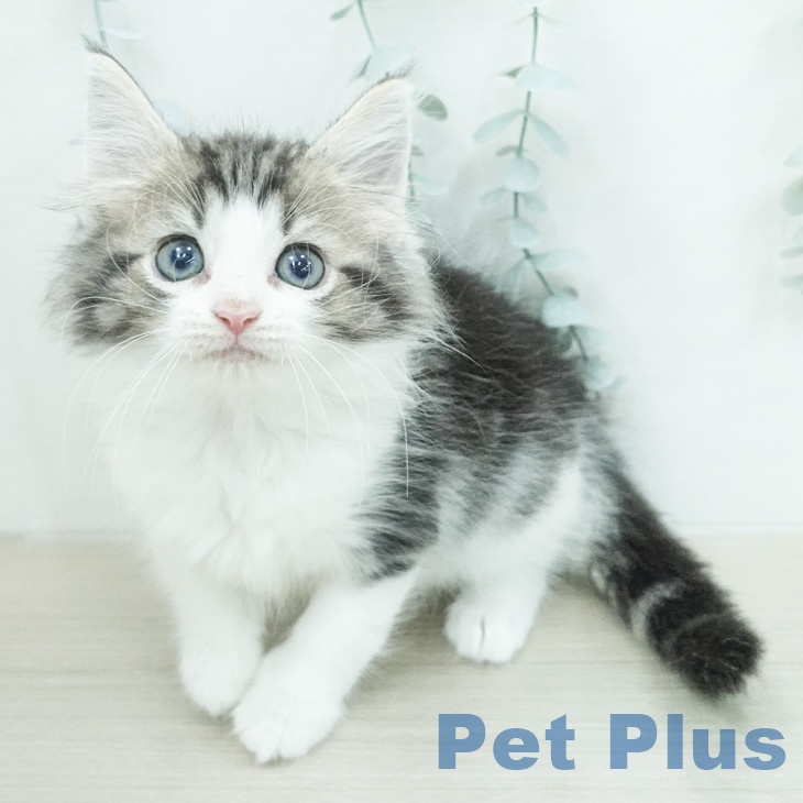 ノルウェージャンフォレストキャットの写真2