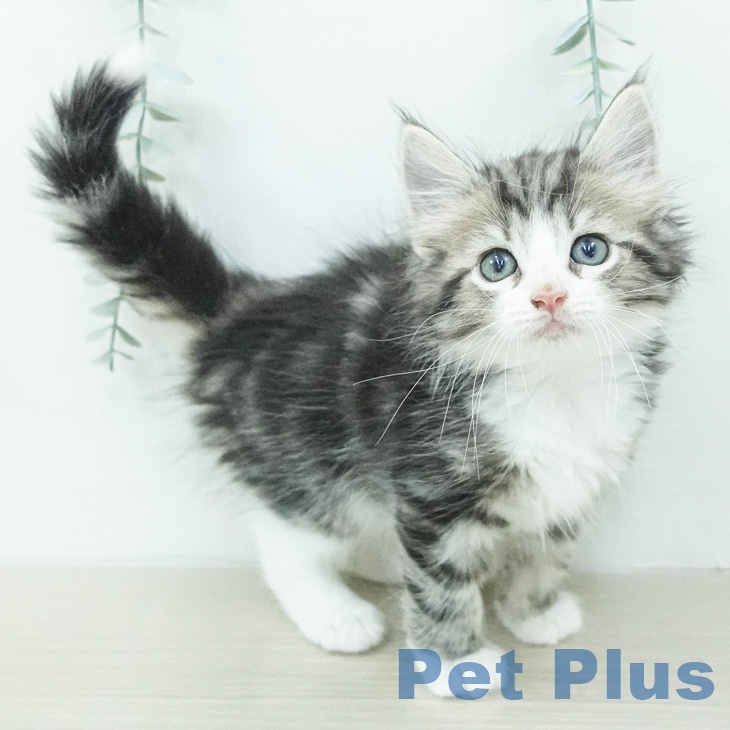 ノルウェージャンフォレストキャット