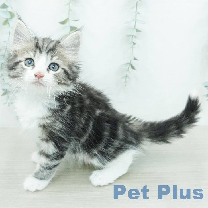 ノルウェージャンフォレストキャットの写真2