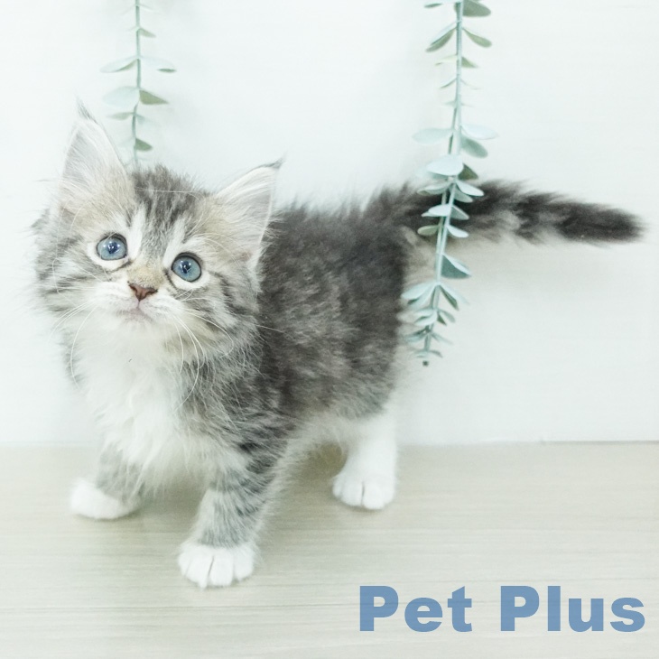 ノルウェージャンフォレストキャット