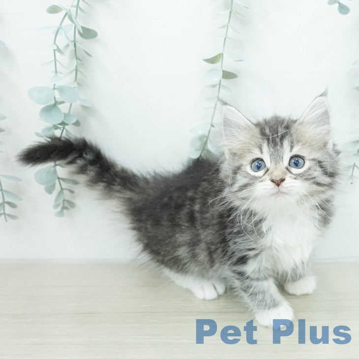 ノルウェージャンフォレストキャットの写真2
