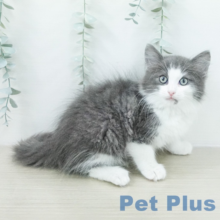 ノルウェージャンフォレストキャットの写真1