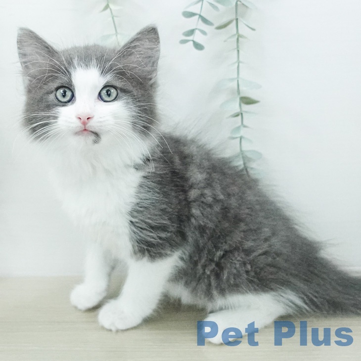 ノルウェージャンフォレストキャットの写真2