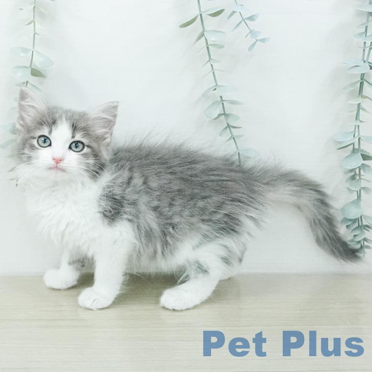 ノルウェージャンフォレストキャット