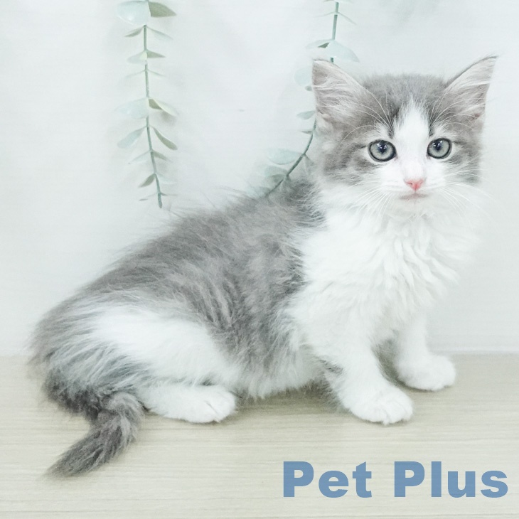 ノルウェージャンフォレストキャットの写真2