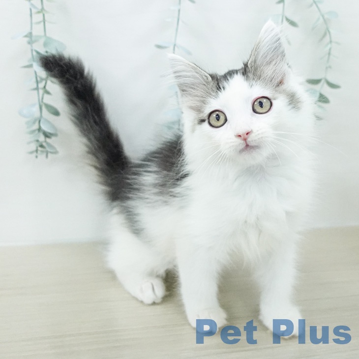 ノルウェージャンフォレストキャット