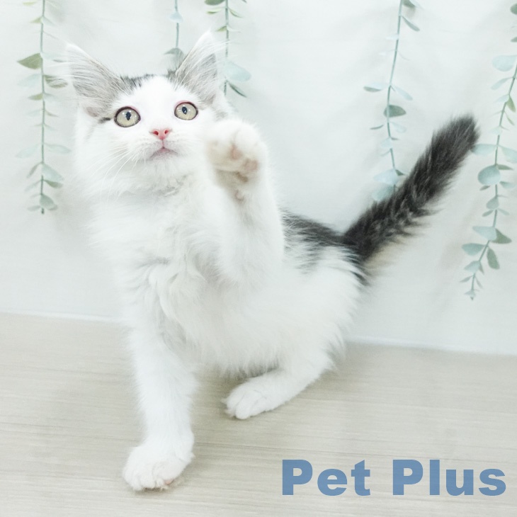 ノルウェージャンフォレストキャットの写真2