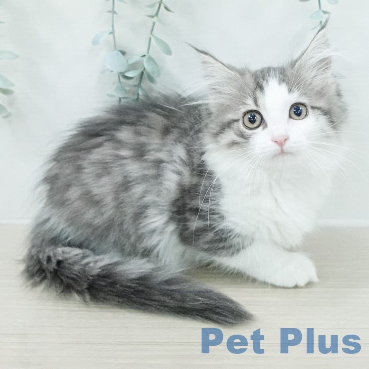 ノルウェージャンフォレストキャット