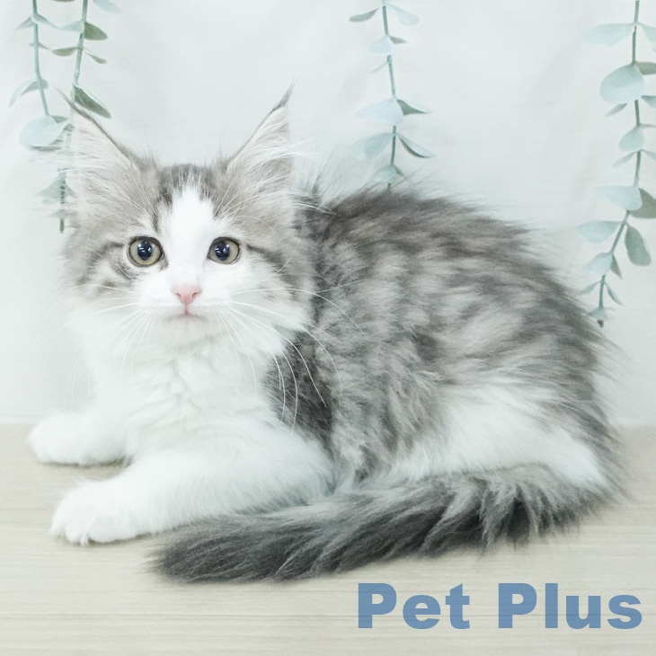 ノルウェージャンフォレストキャットの写真2