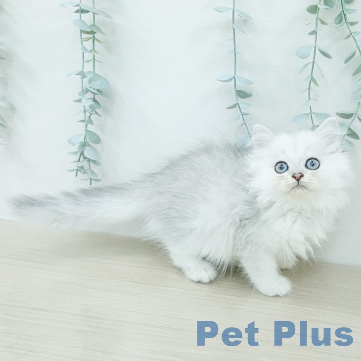 ペルシャの写真2