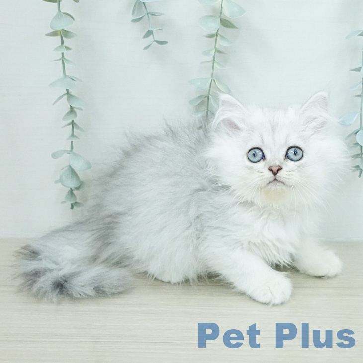 ペルシャ