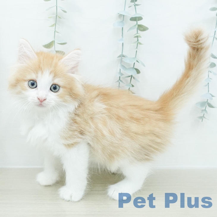 ノルウェージャンフォレストキャット