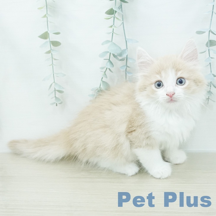 ノルウェージャンフォレストキャット