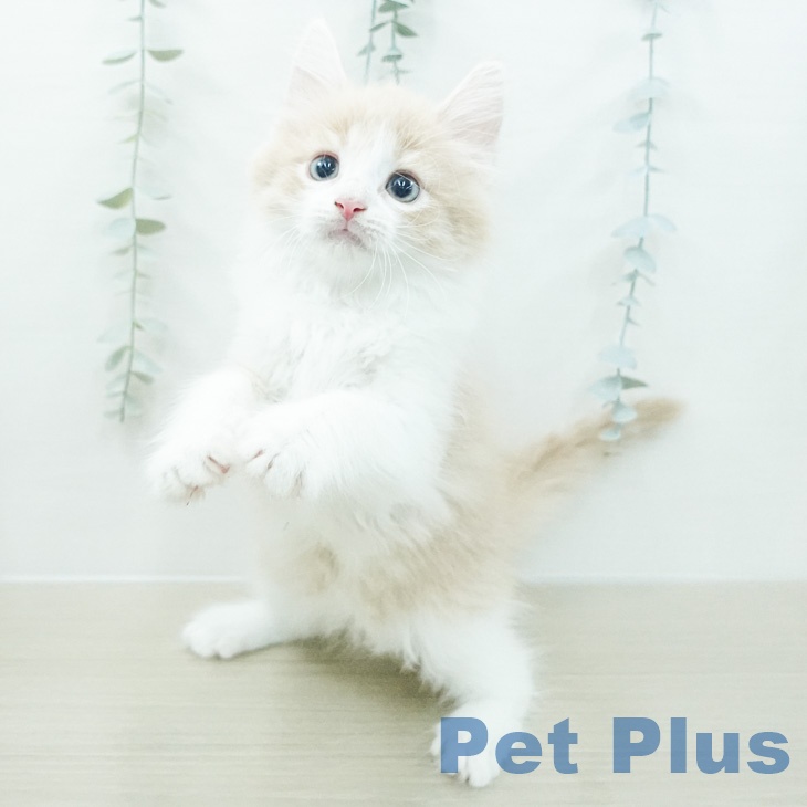 ノルウェージャンフォレストキャットの写真2