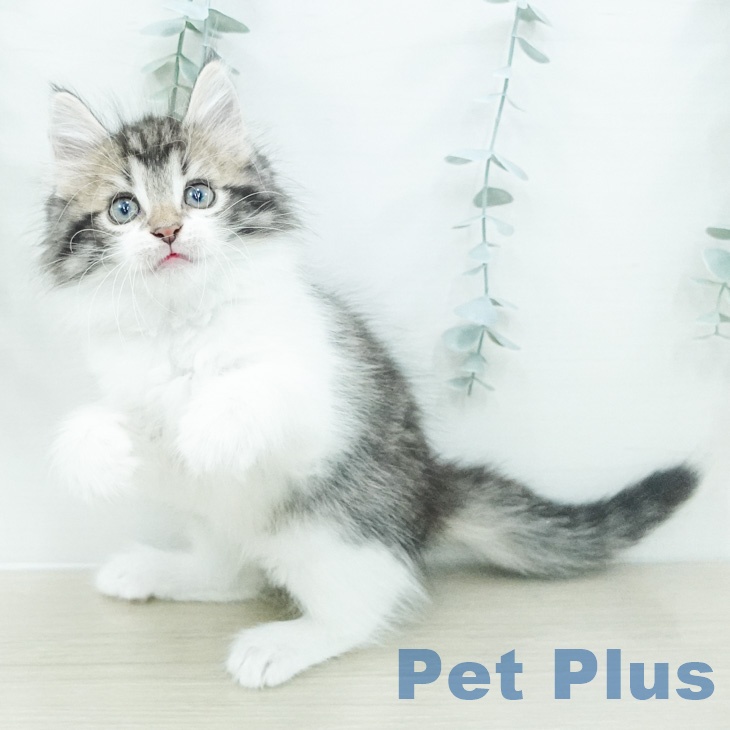 ノルウェージャンフォレストキャット