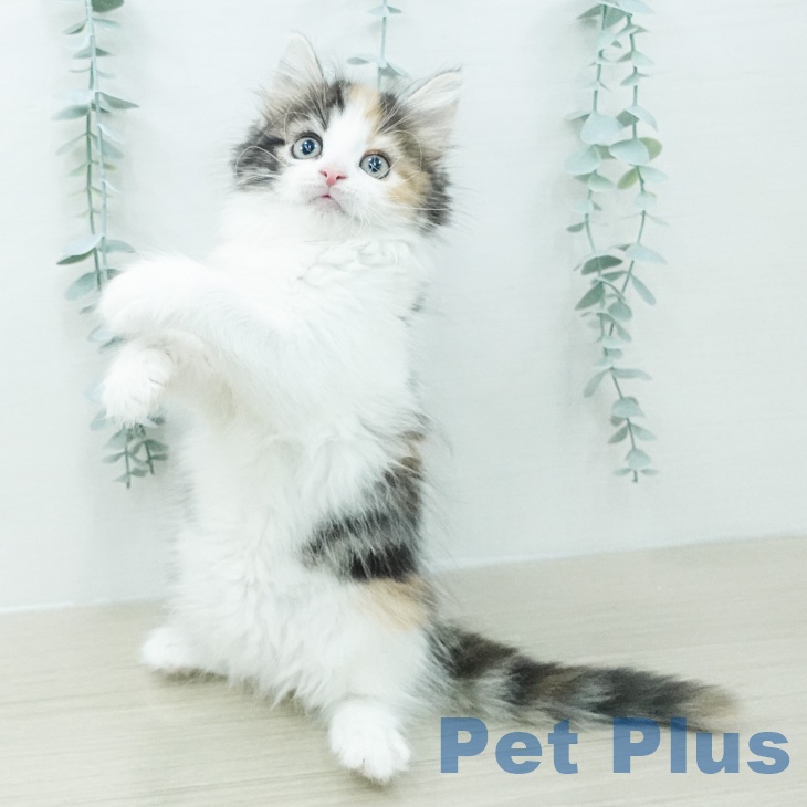 ノルウェージャンフォレストキャット